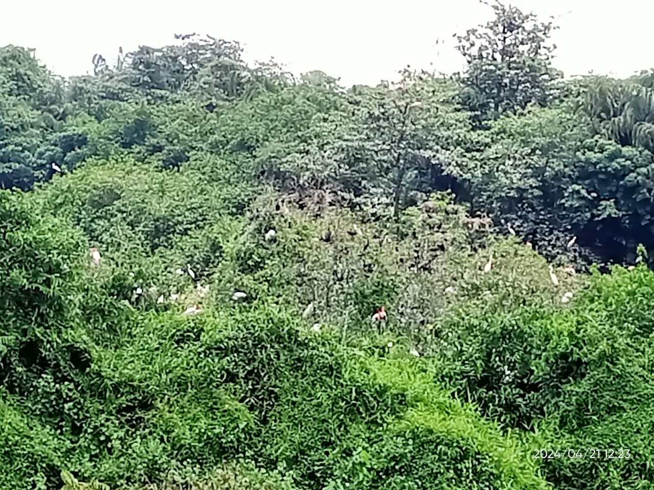 Kumarakom Bird Sanctuary