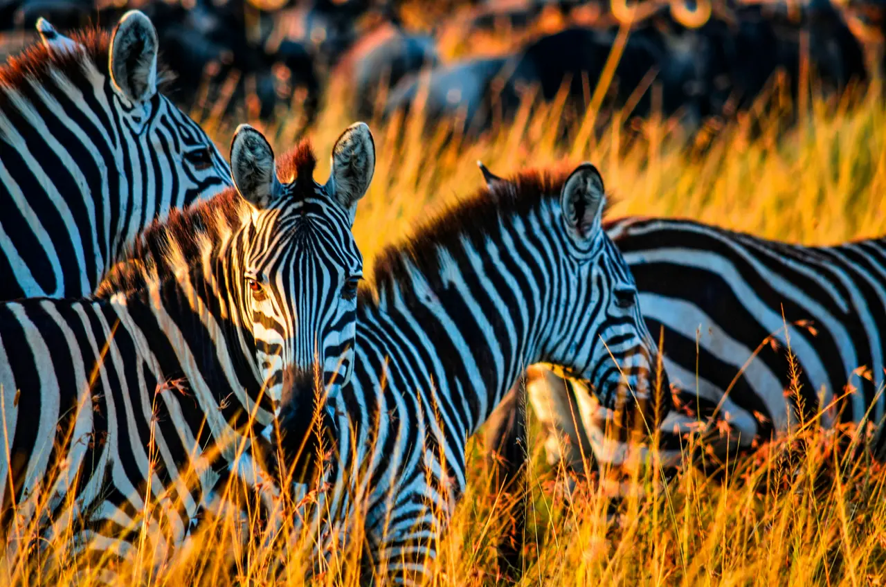 Full Day Safari Game Drive in Masai Mara National Reserve
