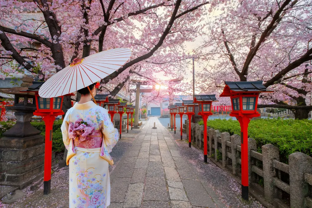 Chase the Blossoms - Japan Edition