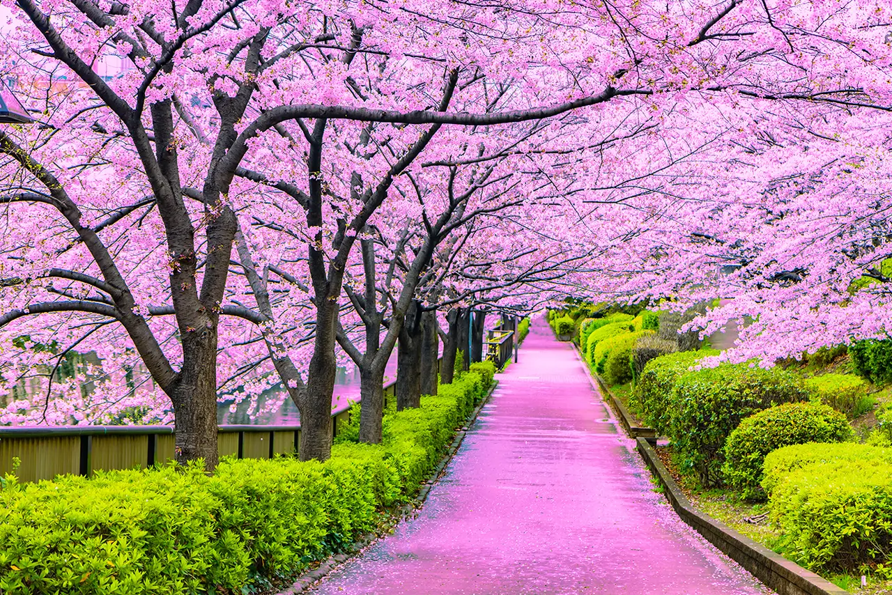 Chase the Blossoms - Japan Edition
