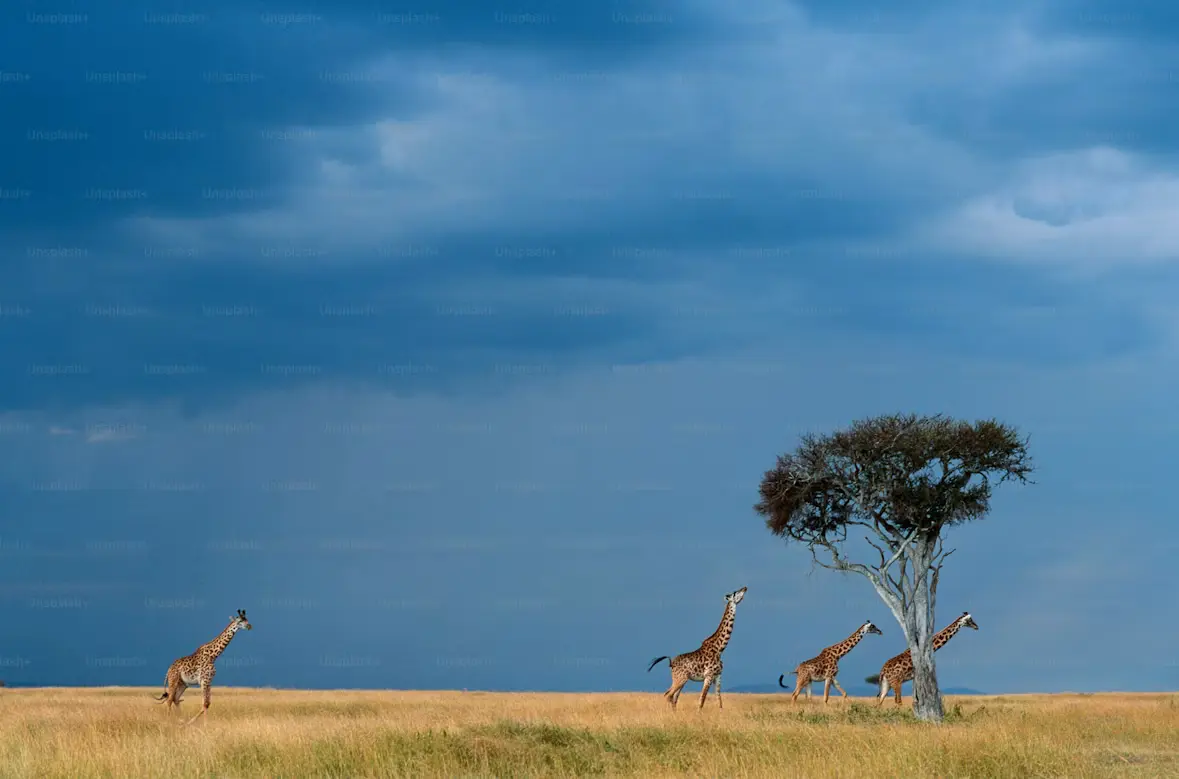 Full Day Safari Game Drive in Masai Mara National Reserve