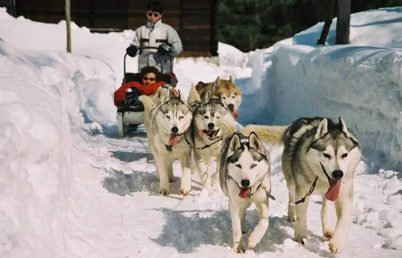 Husky-Drawn Sleigh Ride (2km)