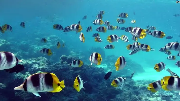 Lakshadweep