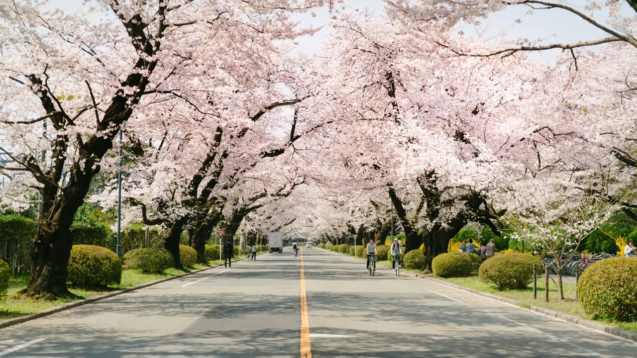 Cherry Blossom Season in Japan 2027: A Guide for Indian Travellers