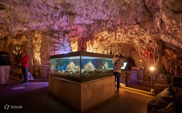 Explore Postojna Cave