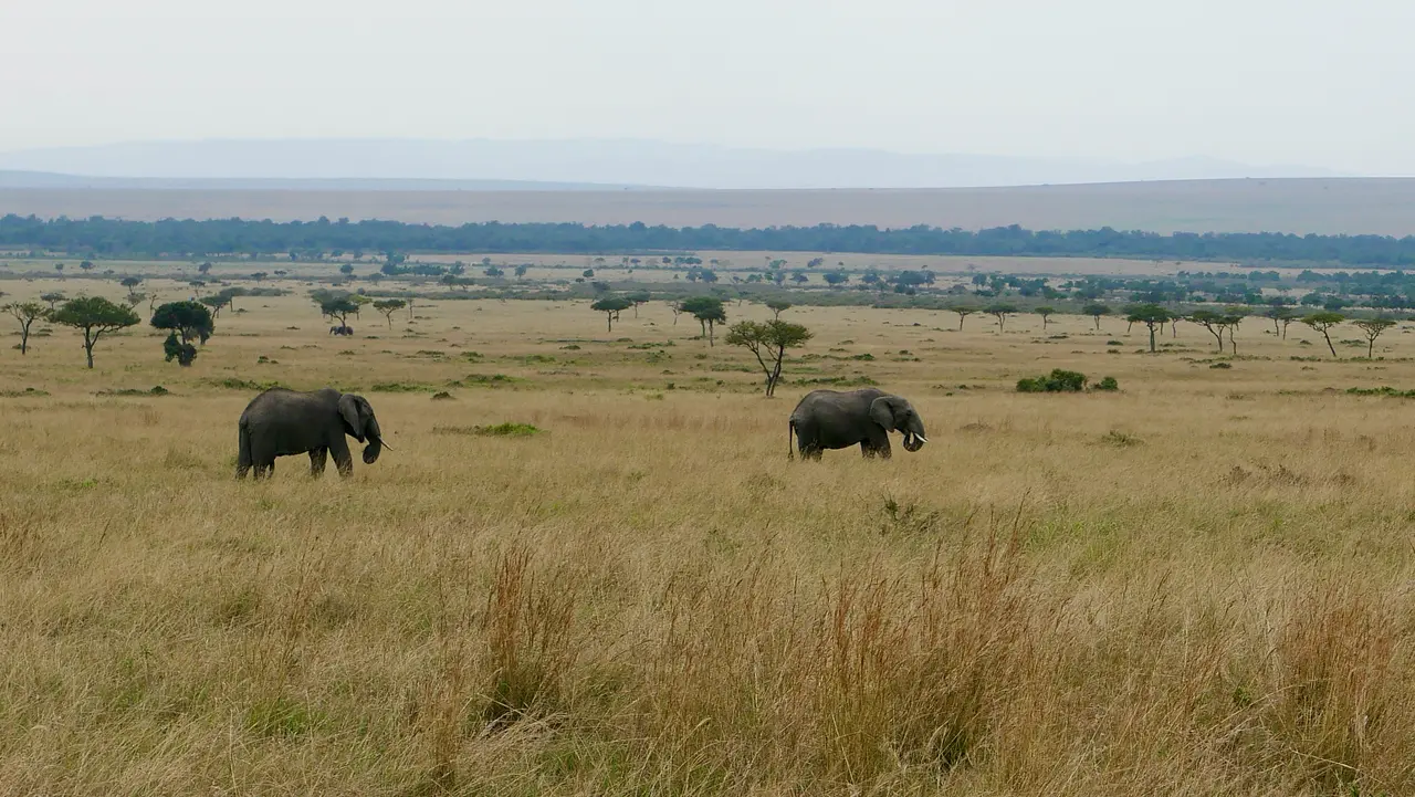 Full Day Safari Game Drive in Masai Mara National Reserve