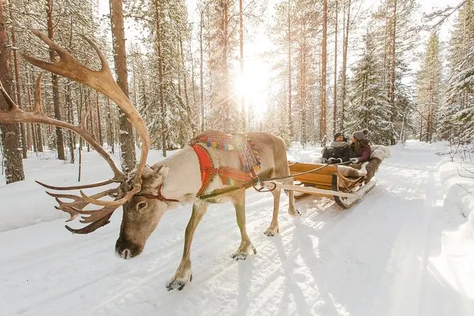 Ride a Reindeer-Drawn Sleigh (Reindeer Path and Forest Path)
