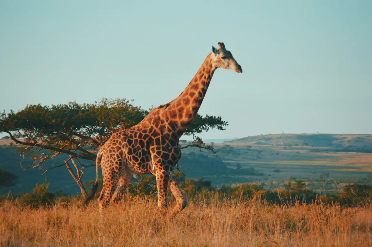 South Africa