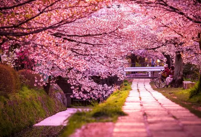 Beyond the Bloom: The Real Best Time to Visit Japan in 2026